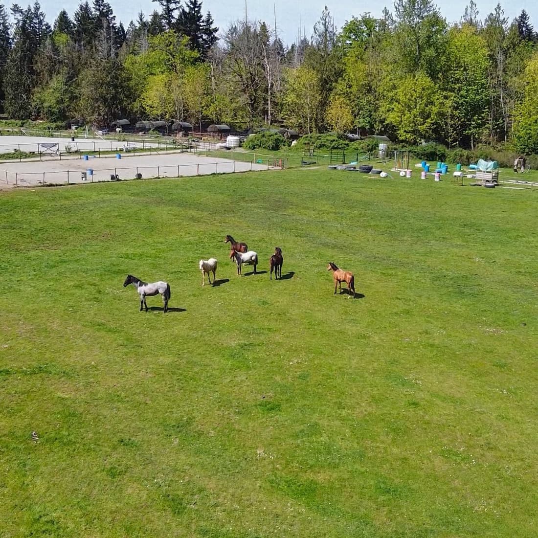 Quarter horses out in the pasture at Simmons Quarter Horses