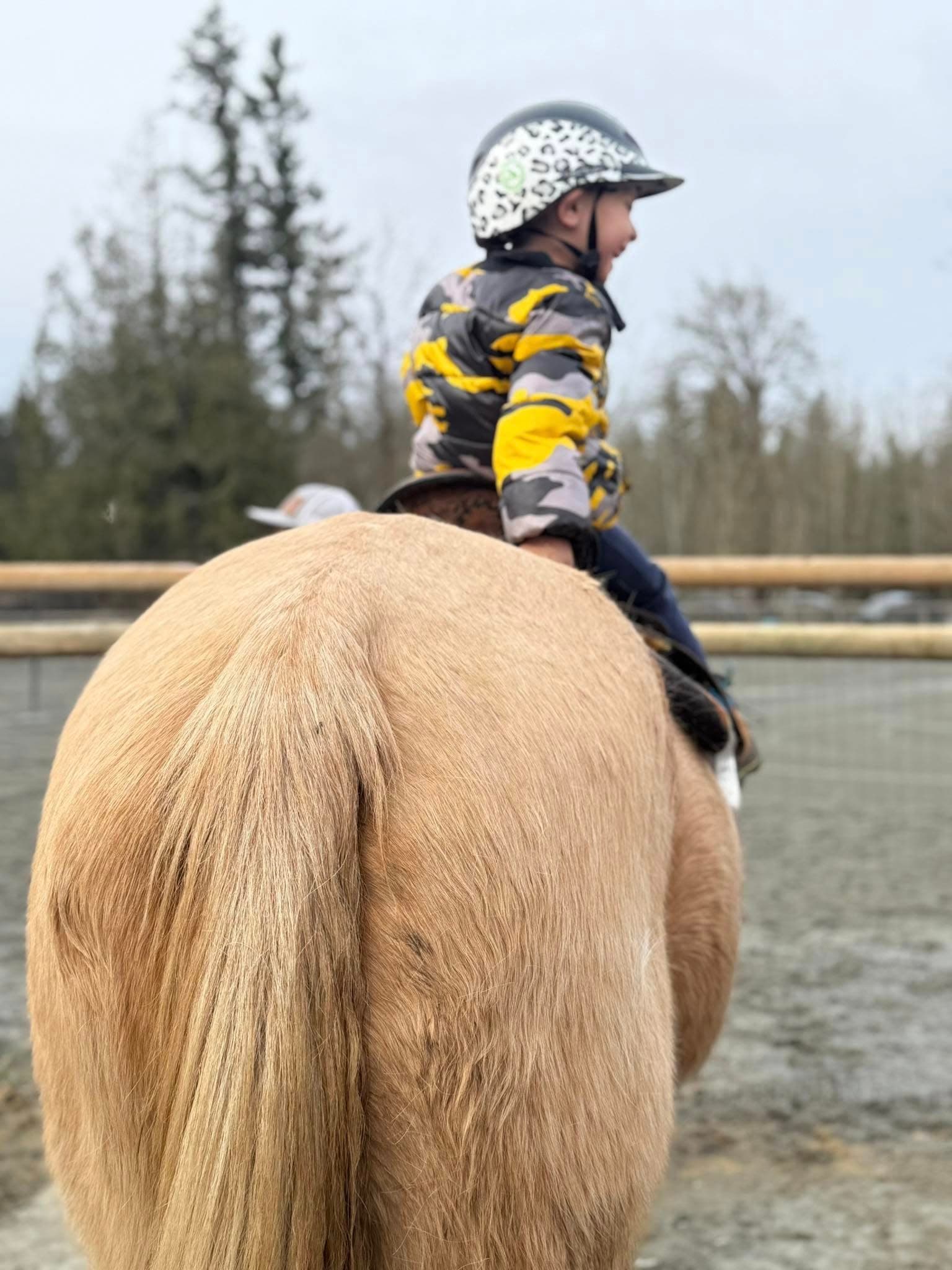 Kids meeting a horse at a Simmons Quarter Horses camp